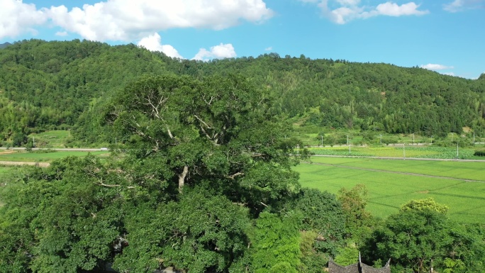 农村山村小时候大树树荫古厝村落质朴航拍