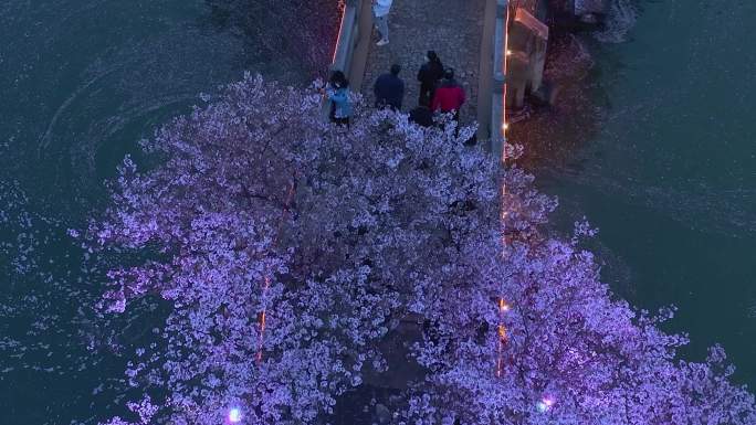 鼋头渚夜樱