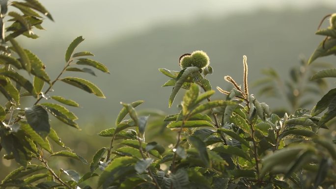 板栗栗子树 栗子特写