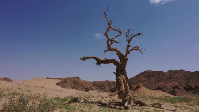 山榆树 植物 古树 蓝天 枯树 沙漠枯树