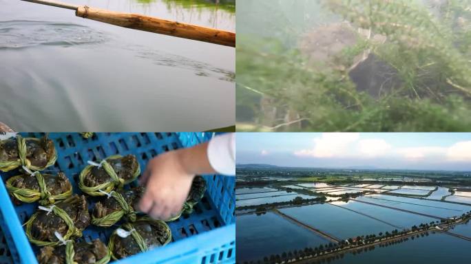 阳澄湖大闸蟹