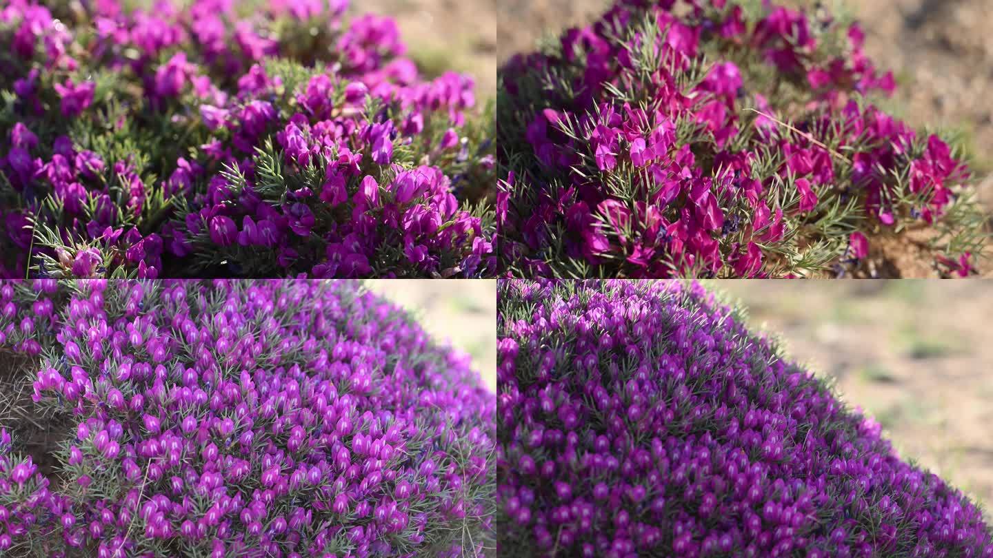 猫耳柚 植物 花朵  紫色花