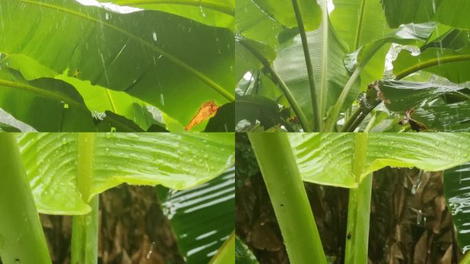 雨打芭蕉叶雨中芭蕉 雨打芭蕉树叶芭蕉