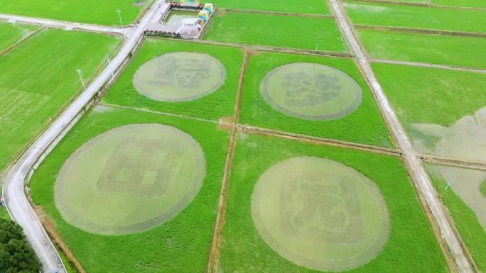 乡村振兴稻田画农业园区鲟鱼养殖鲟梦田园