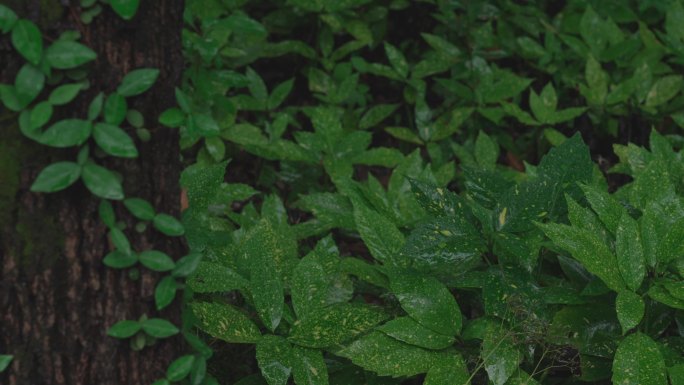 梅雨天雨林