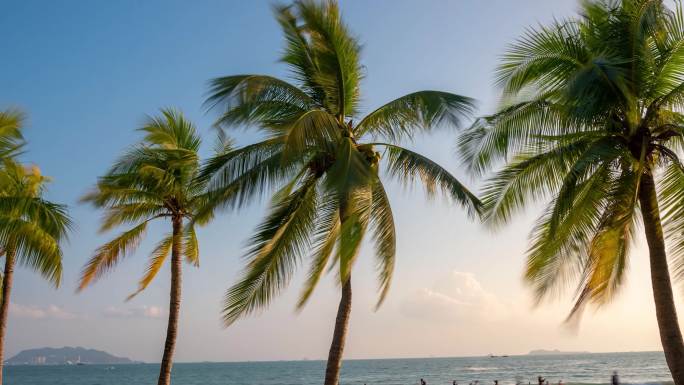 热带海边椰子树
