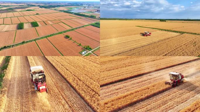 农业小麦麦子丰收农田农民乡村振兴粮食芒种