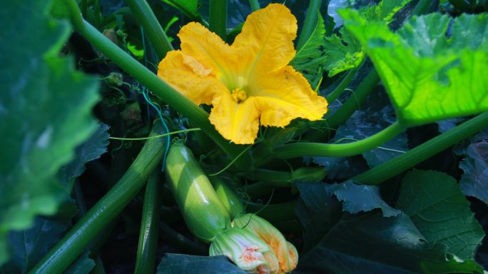 农村蔬菜西葫芦大棚种植