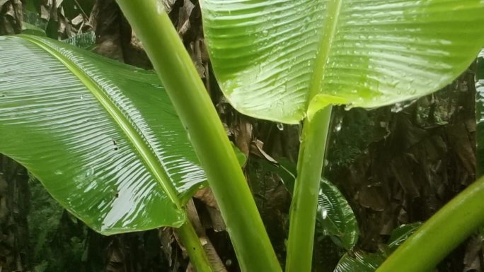 雨天芭蕉雨滴芭蕉雨芭蕉芭蕉雨实拍视频素材