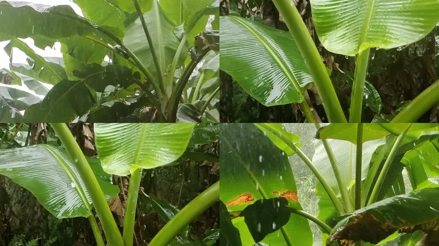 雨天芭蕉雨滴芭蕉雨芭蕉芭蕉雨实拍视频素材