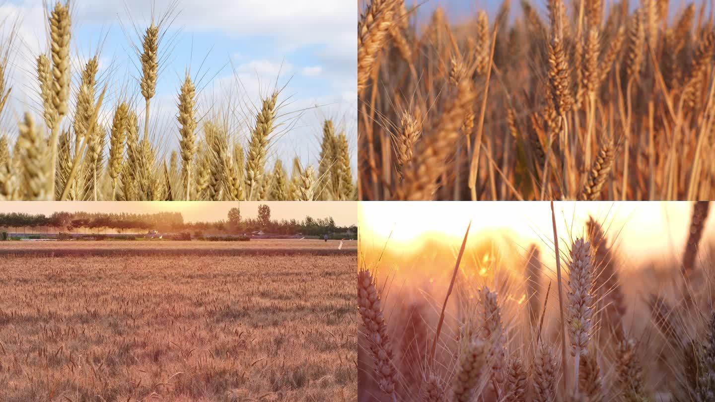 小麦麦田丰收农业粮食夕阳逆光剪影