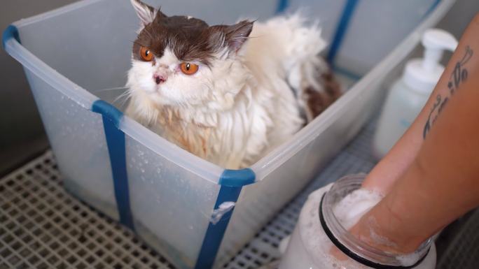 宠物店宠物医院小猫洗澡剪指甲理发剪毛护理