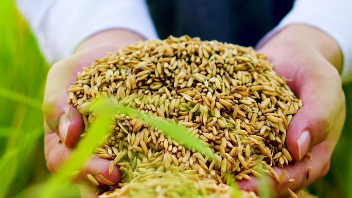 农民伯伯水稻种植稻谷丰收季节夏天