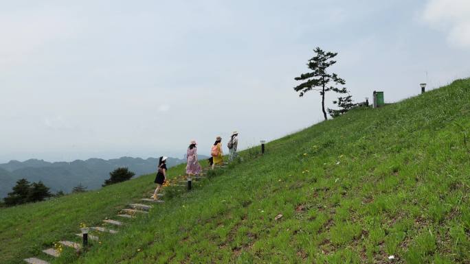 百里荒山楂树