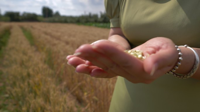 麦子成熟 麦田 农业 割麦子  麦子