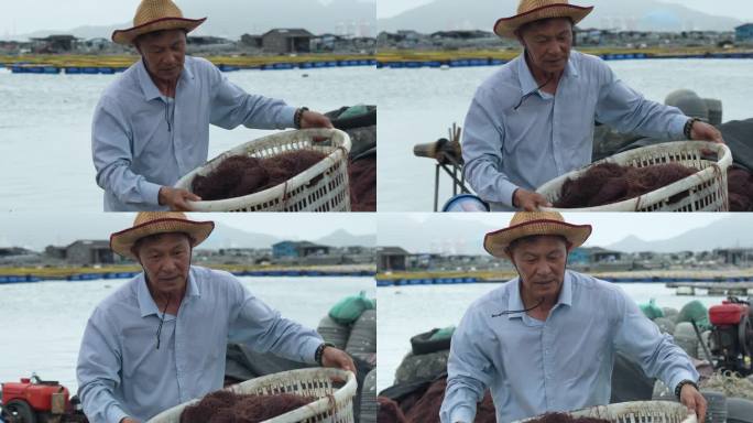 东山鲍鱼 福建 养殖户 绿盘鲍 喂养鲍鱼