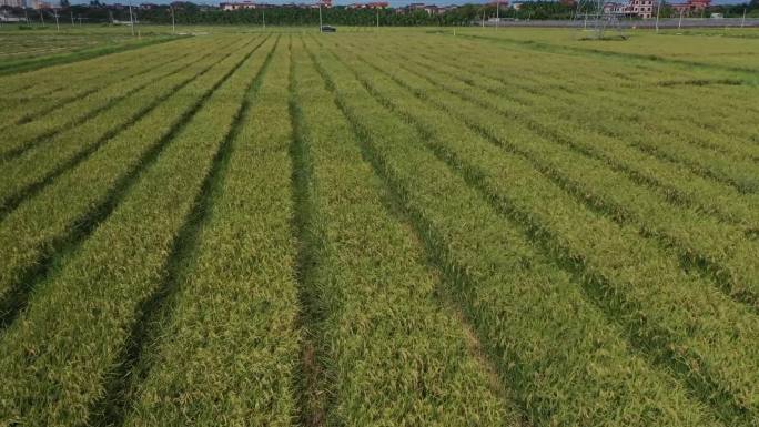 海南南繁制育种基地水稻收割航拍