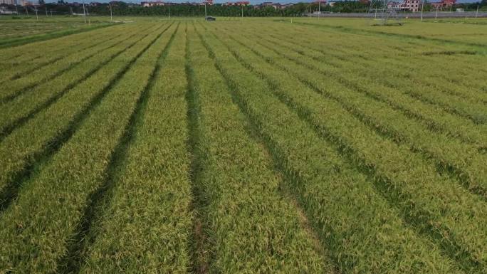 海南南繁制育种基地水稻收割航拍