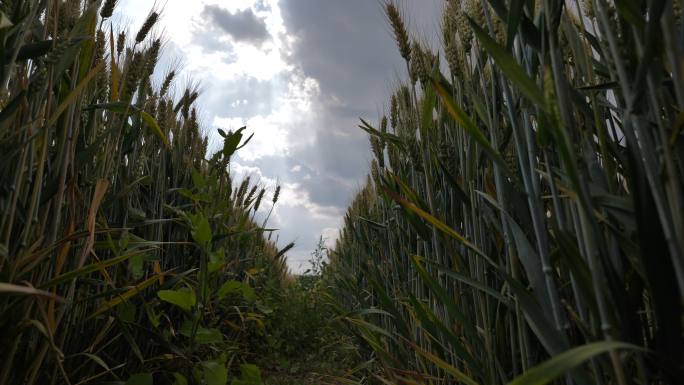 麦子成熟  农业 割麦子 人物麦田 麦子