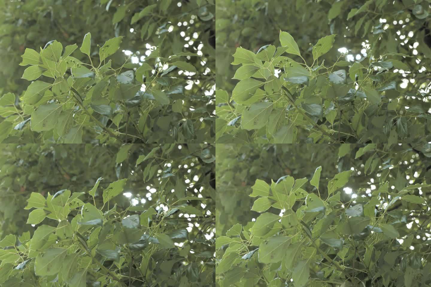 逆光拍摄的树叶空镜