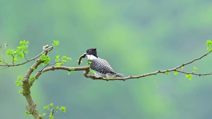 冠鱼狗抓泥鳅吃泥鳅全程视频