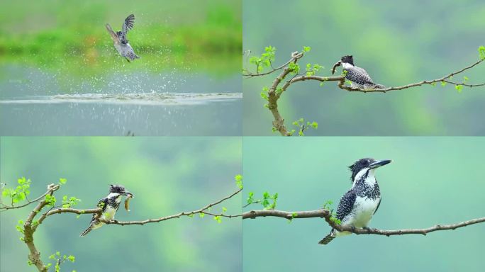 冠鱼狗抓泥鳅吃泥鳅全程视频