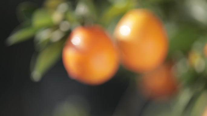 橙子 果农 树 果园 脐橙 农业