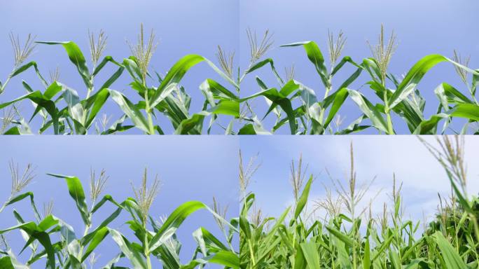 玉米 稻草 五谷 种植粮食