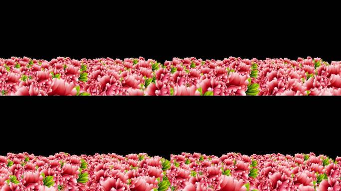 粉色牡丹花海舞台背景视频素材（带通道）