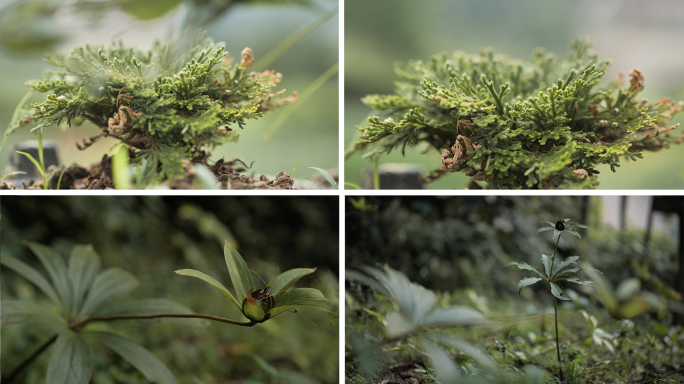 中药药材 还魂草 七叶一枝花