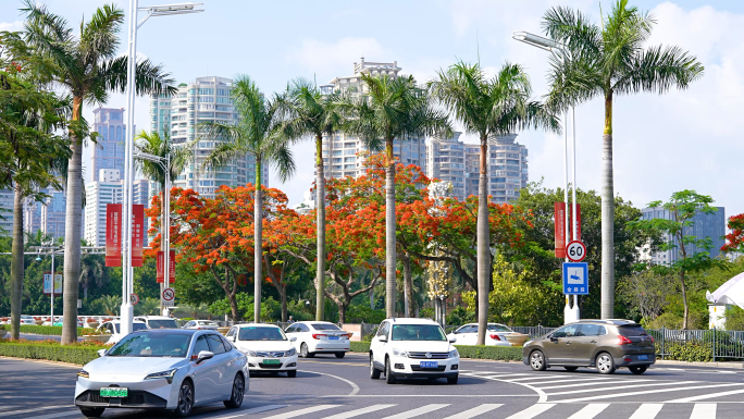 城市车流马路汽车交通凤凰花