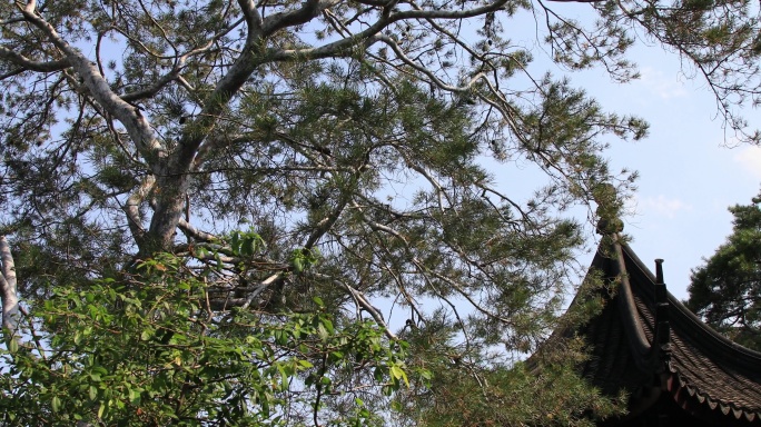 苏州园林 网师园古朴的松树
