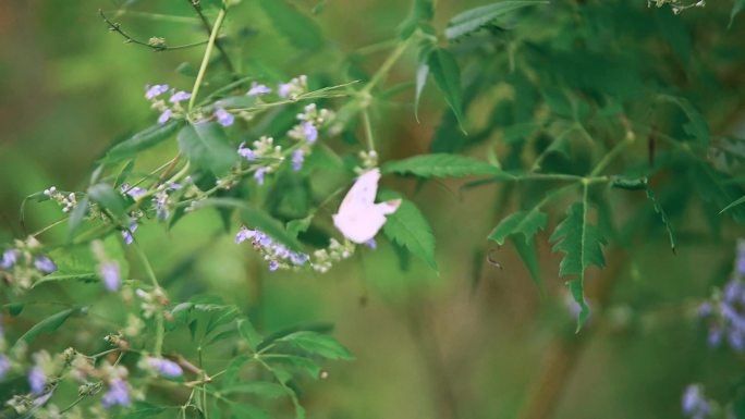 慢动作 微距 蝴蝶 花草 招蜂引蝶