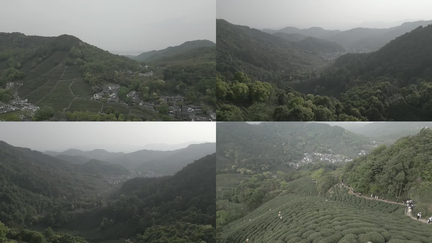 杭州十里锒铛茶山