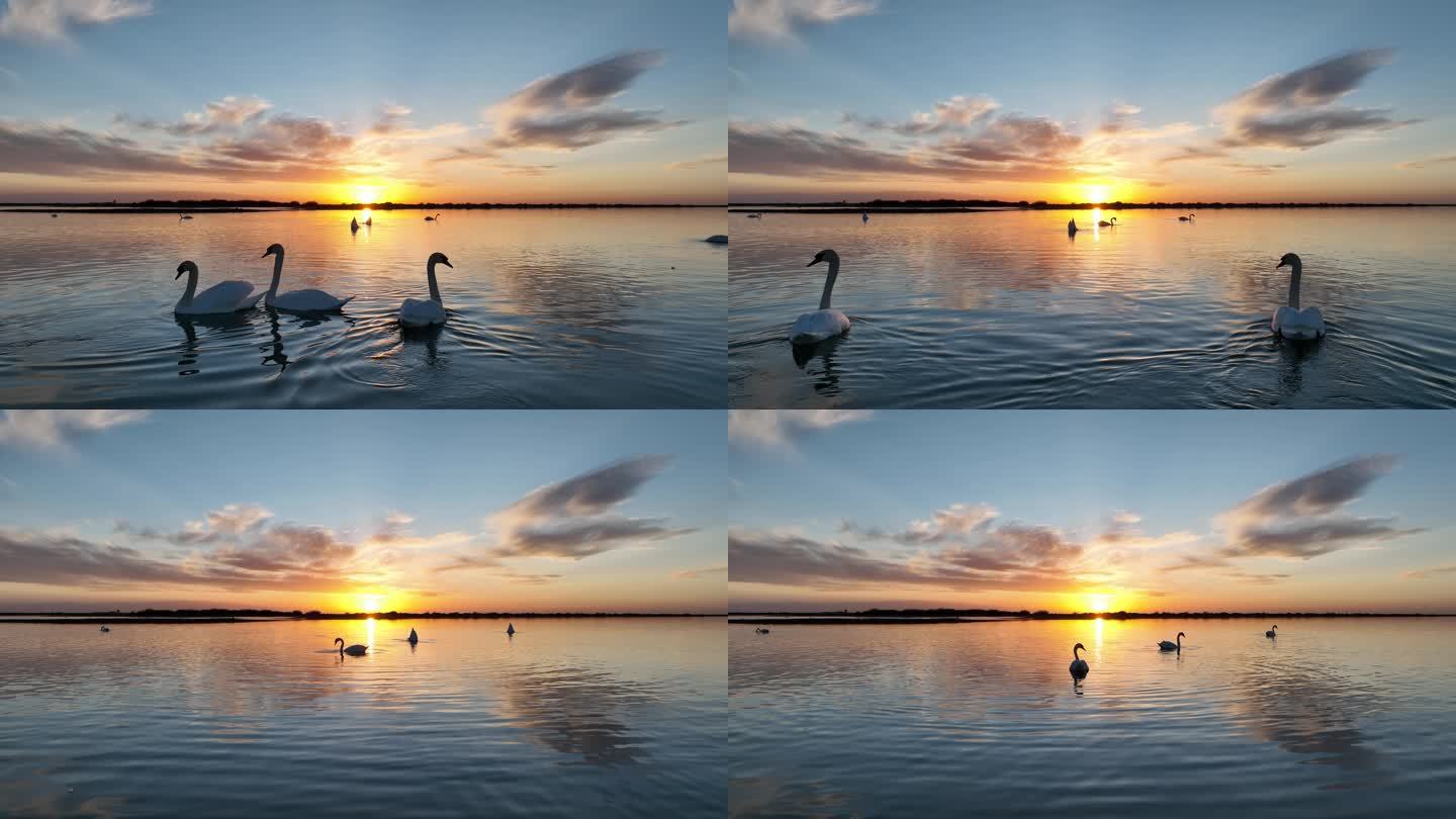 夕阳下的天鹅