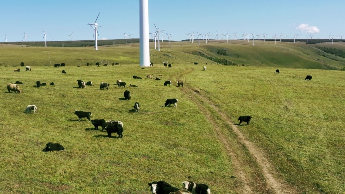 4K树林、风力发电、牛群
