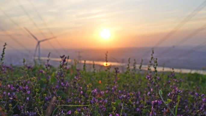 诗意夕阳小草小花合集