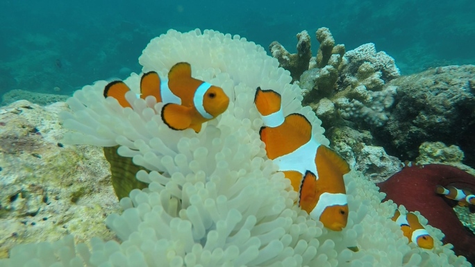 小丑鱼 海葵 珊瑚  海底拍摄