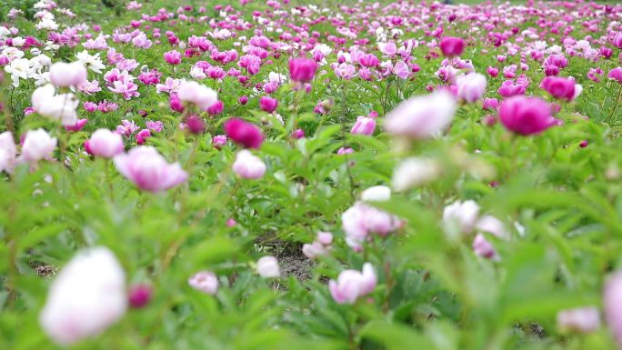 芍药花朵自然风光盛开田园