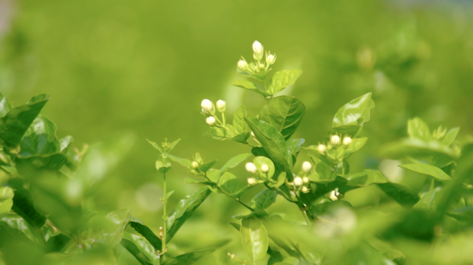 人工采摘茉莉花 茉莉花茶 茶文化