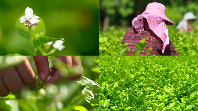 人工采摘茉莉花 茉莉花茶 茶文化