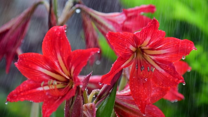 雨中花卉升格拍摄