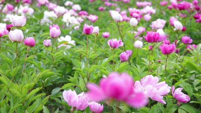 芍药花朵风光田园自然乡村空镜头