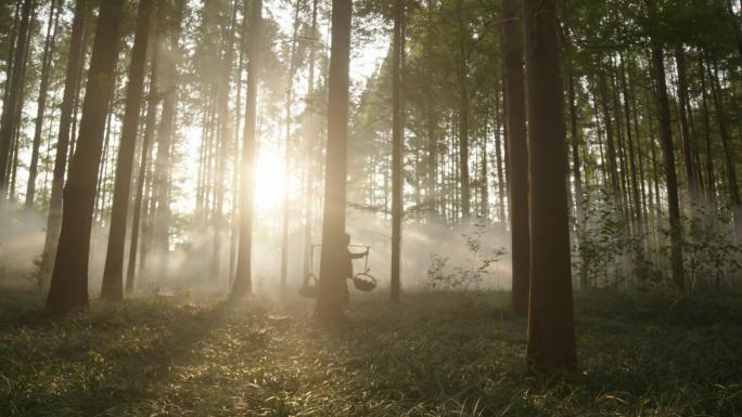 清晨阳光树林