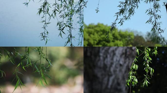 空镜：飘动的柳叶