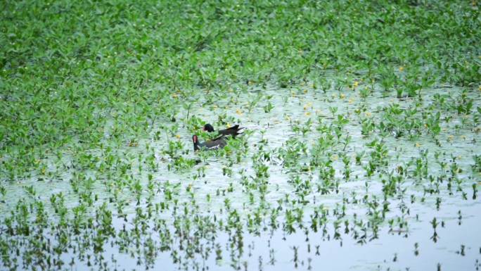 双桂湖 国家湿地公园 荇菜 黑水鸡 航拍