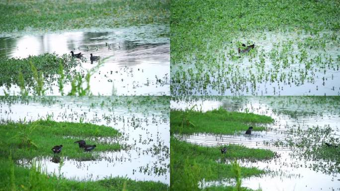 双桂湖 国家湿地公园 荇菜 黑水鸡 航拍