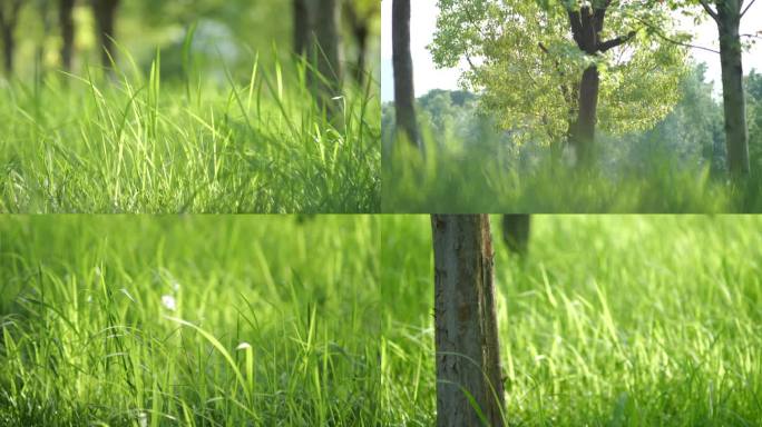 阳光绿色草地自然生态环境空镜头