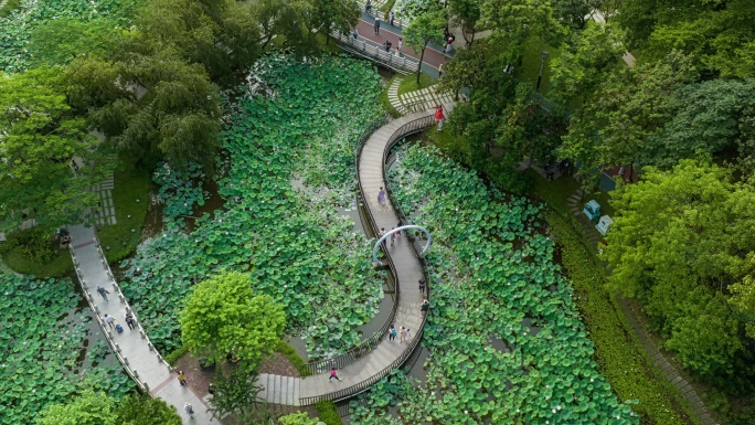 【4K】航拍佛山亚洲艺术公园荷花池