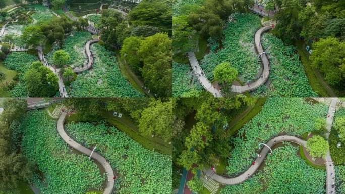 【4K】航拍佛山亚洲艺术公园荷花池